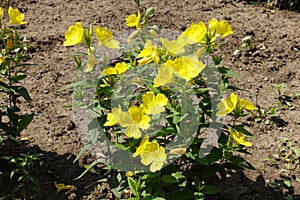 sundrops with bright yellow flowers in June photo