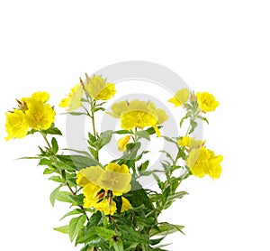 Sundrops flowers