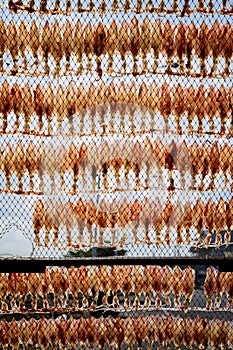 Sundry of squid hanging on fishery net in thailand