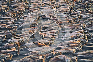 The sundrying is popular fish processing in Sri Lanka