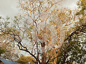 Sunet tree in village summer sun