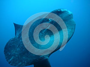 Sunfish
