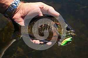 Sunfish Bluegill Caught on Crankbait Fishing Lure