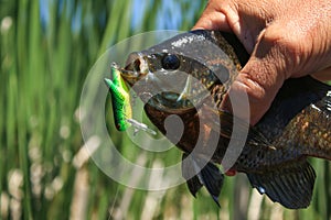 Sunfish Bluegill Caught on Crankbait Fishing Lure