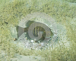 Sunfish Bream Guarding Nest