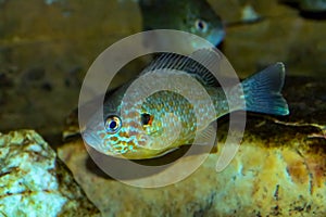 Sunfish, Lepomis gibbosus, in an aquarium.