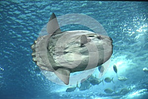 Sunfish photo