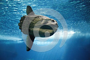 Sunfish, mola mola, Adult photo