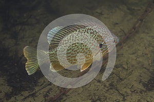 Sunfish in murky water