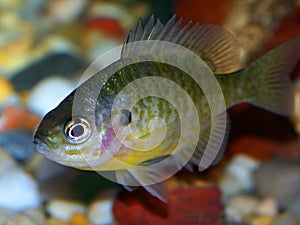 Sunfish North American Wildlife