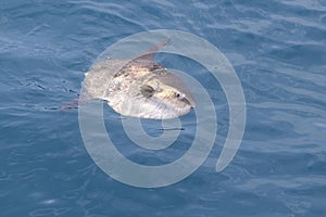 Sunfish in real sea nature mola mola luna sun fish photo