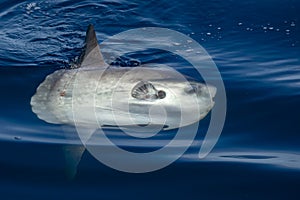 Sunfish on sea surface while eating jellyfish hydrozoa velella