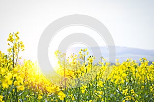 Sunflair in a field