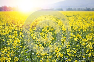 Sunflair in a field