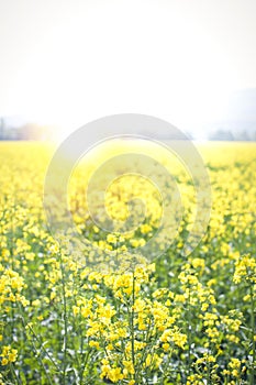 Sunflair in a field
