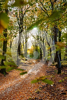 Sunflair on footpath at forest in autumn season, netherlands