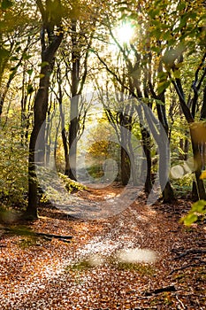 Sunflair on footpath at forest in autumn season, netherlands