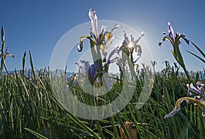 Sunflare Behind Wild Iris Flower