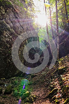 sunflares between rocks in the wood photo