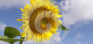 Sunflawaer with green paper