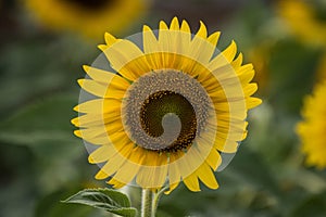 Sunflowe