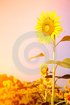Sunflowe