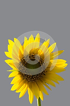 Sunflower-02