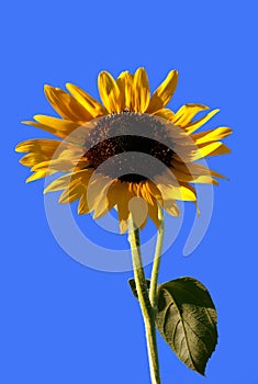 Sunflower-1