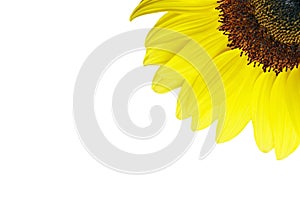 Girasole 