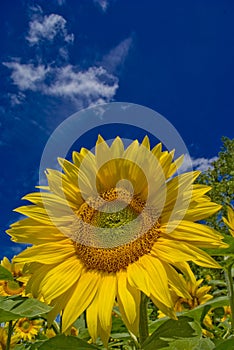 Sunflower