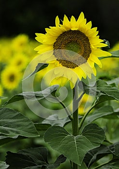 Girasol 