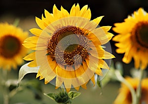 Sunflower