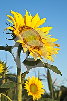 Sunflower