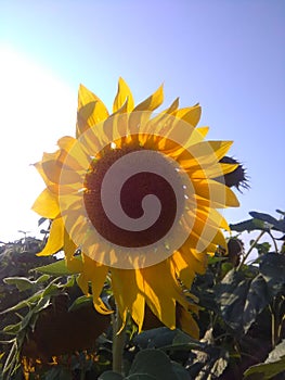 Sunflower