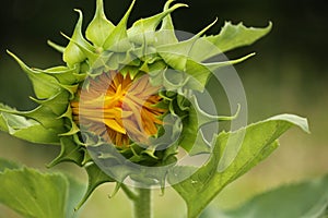 Sunflower bud getting ready to open