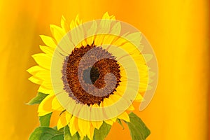 Girasol 