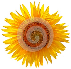 Girasole 