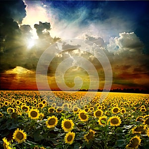 Girasole 