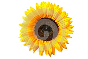 Sonnenblume 
