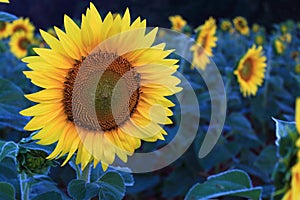 Sunflower