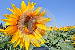 Sunflower photo