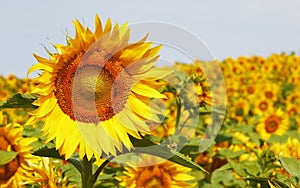 Sunflower