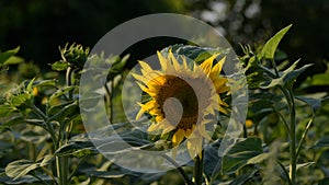 SUNFLOWER