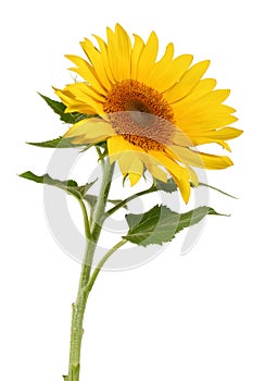 Sonnenblume 