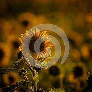 SUNFLOWER