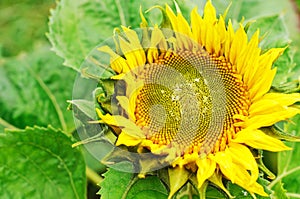 Sunflower