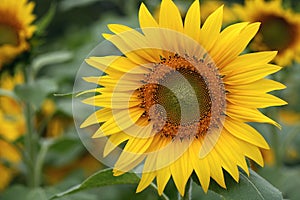 Sunflower