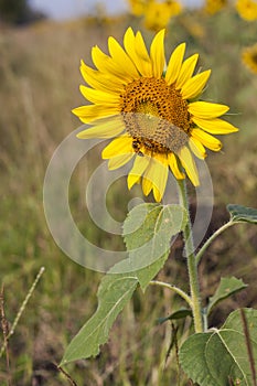 Sunflower