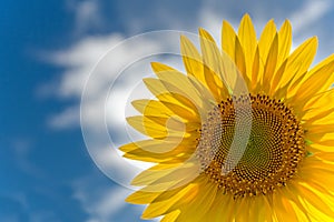 Sunflower photo