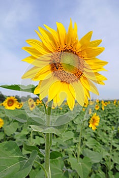 Sunflower